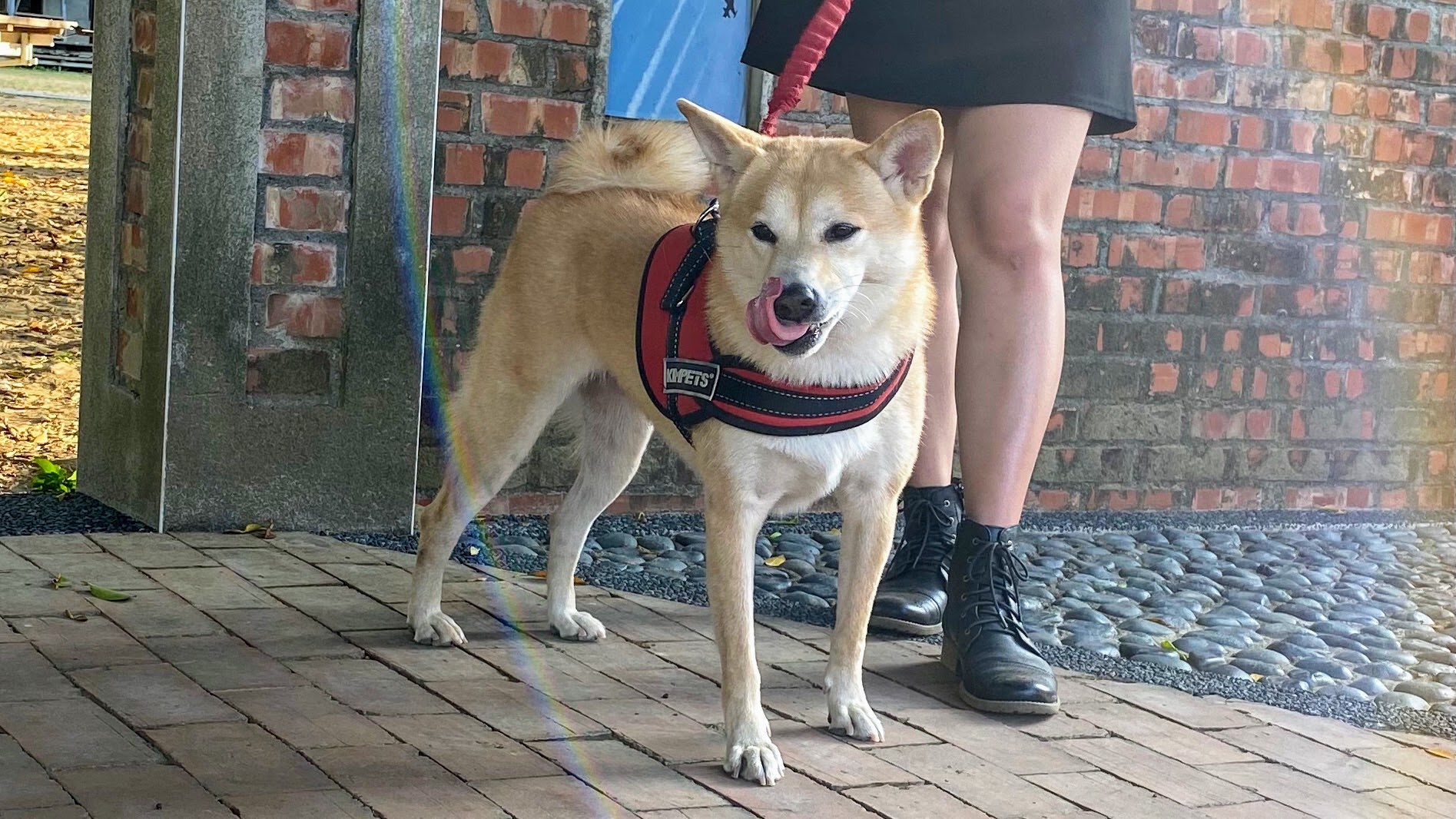 養柴犬是不是個好選擇呢?|柴犬的詳細背景及性格大公開|原來牠一年四季都在掉毛?!|柴犬好壞詳細解說| 10 養柴犬是不是個好選擇呢?|柴犬的詳細背景及性格大公開|原來牠一年四季都在掉毛?!|柴犬好壞詳細解說|