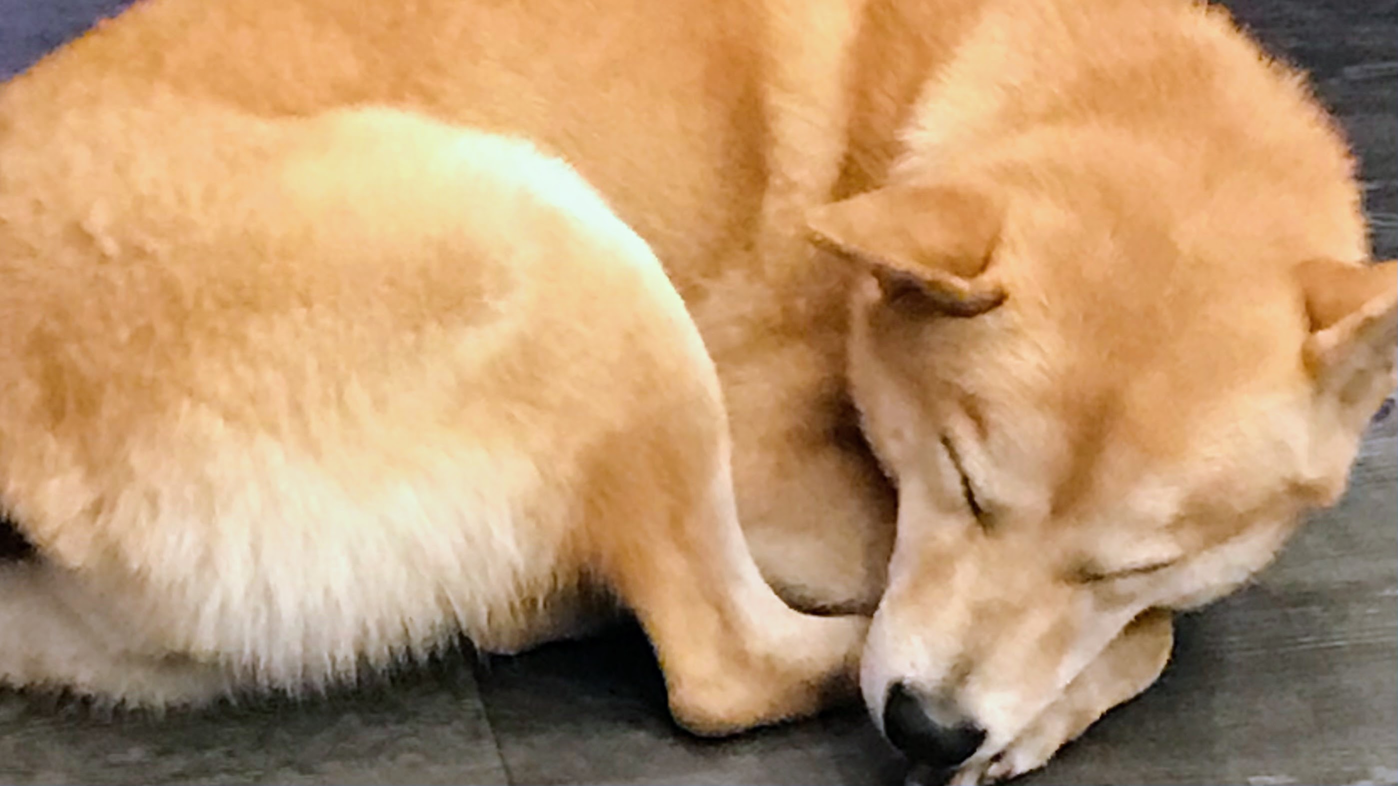 養柴犬是不是個好選擇呢?|柴犬的詳細背景及性格大公開|原來牠一年四季都在掉毛?!|柴犬好壞詳細解說| 2 養柴犬是不是個好選擇呢?|柴犬的詳細背景及性格大公開|原來牠一年四季都在掉毛?!|柴犬好壞詳細解說|