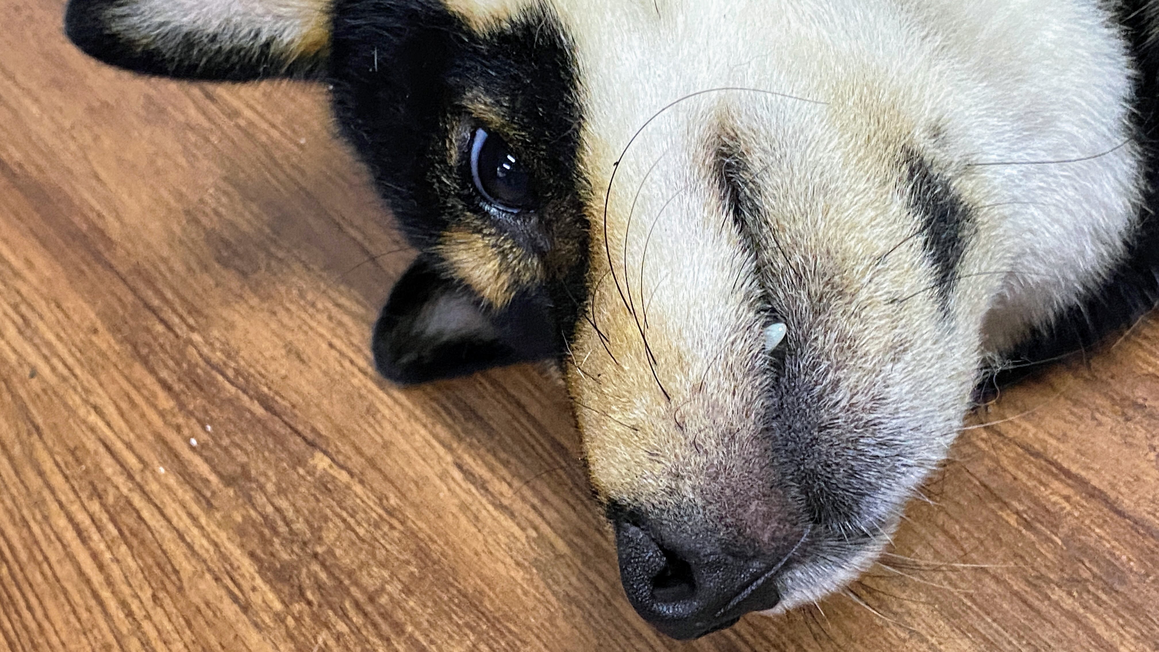 養柴犬是不是個好選擇呢?|柴犬的詳細背景及性格大公開|原來牠一年四季都在掉毛?!|柴犬好壞詳細解說| 9 養柴犬是不是個好選擇呢?|柴犬的詳細背景及性格大公開|原來牠一年四季都在掉毛?!|柴犬好壞詳細解說|