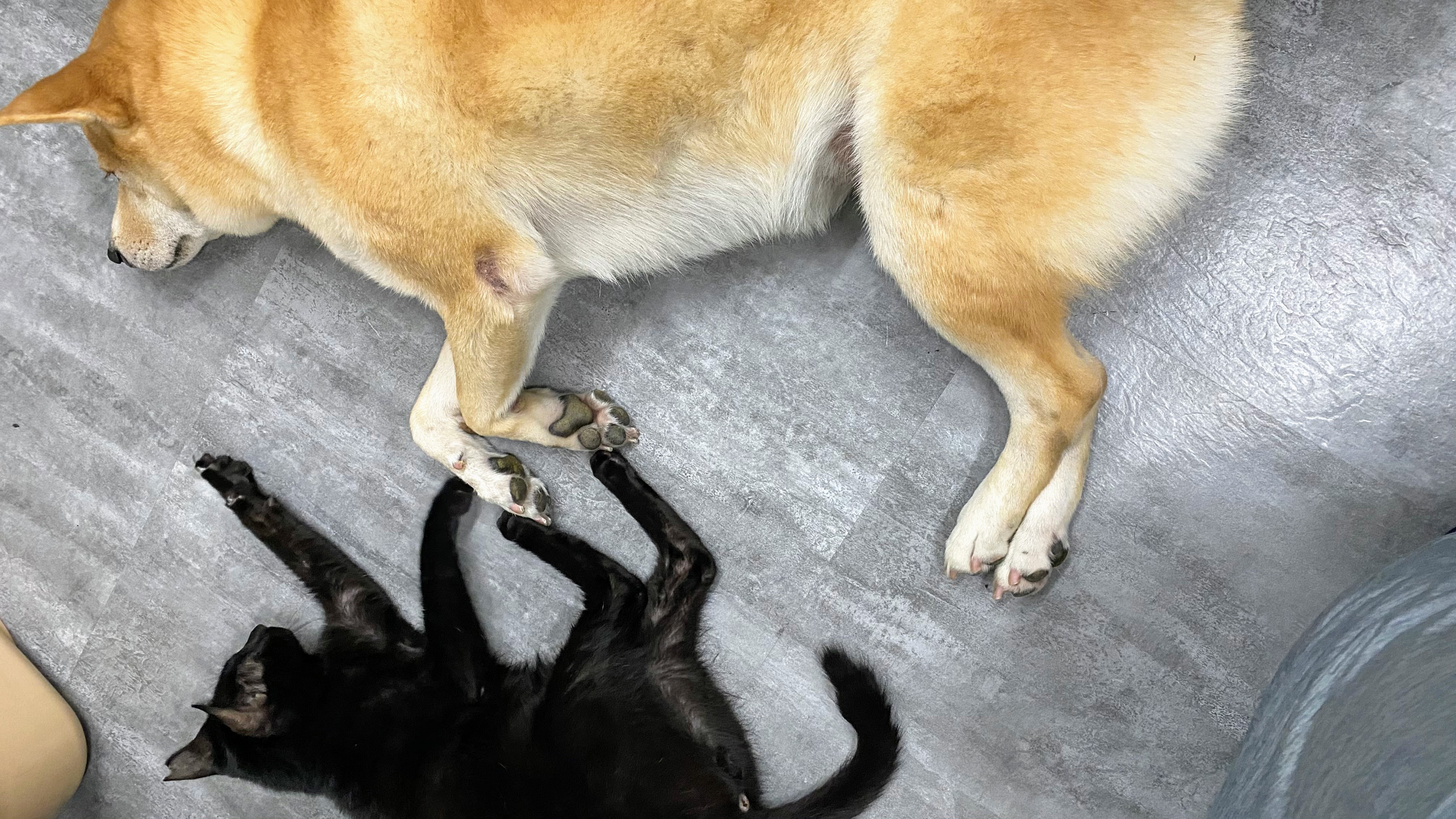 養柴犬是不是個好選擇呢?|柴犬的詳細背景及性格大公開|原來牠一年四季都在掉毛?!|柴犬好壞詳細解說| 7 養柴犬是不是個好選擇呢?|柴犬的詳細背景及性格大公開|原來牠一年四季都在掉毛?!|柴犬好壞詳細解說|