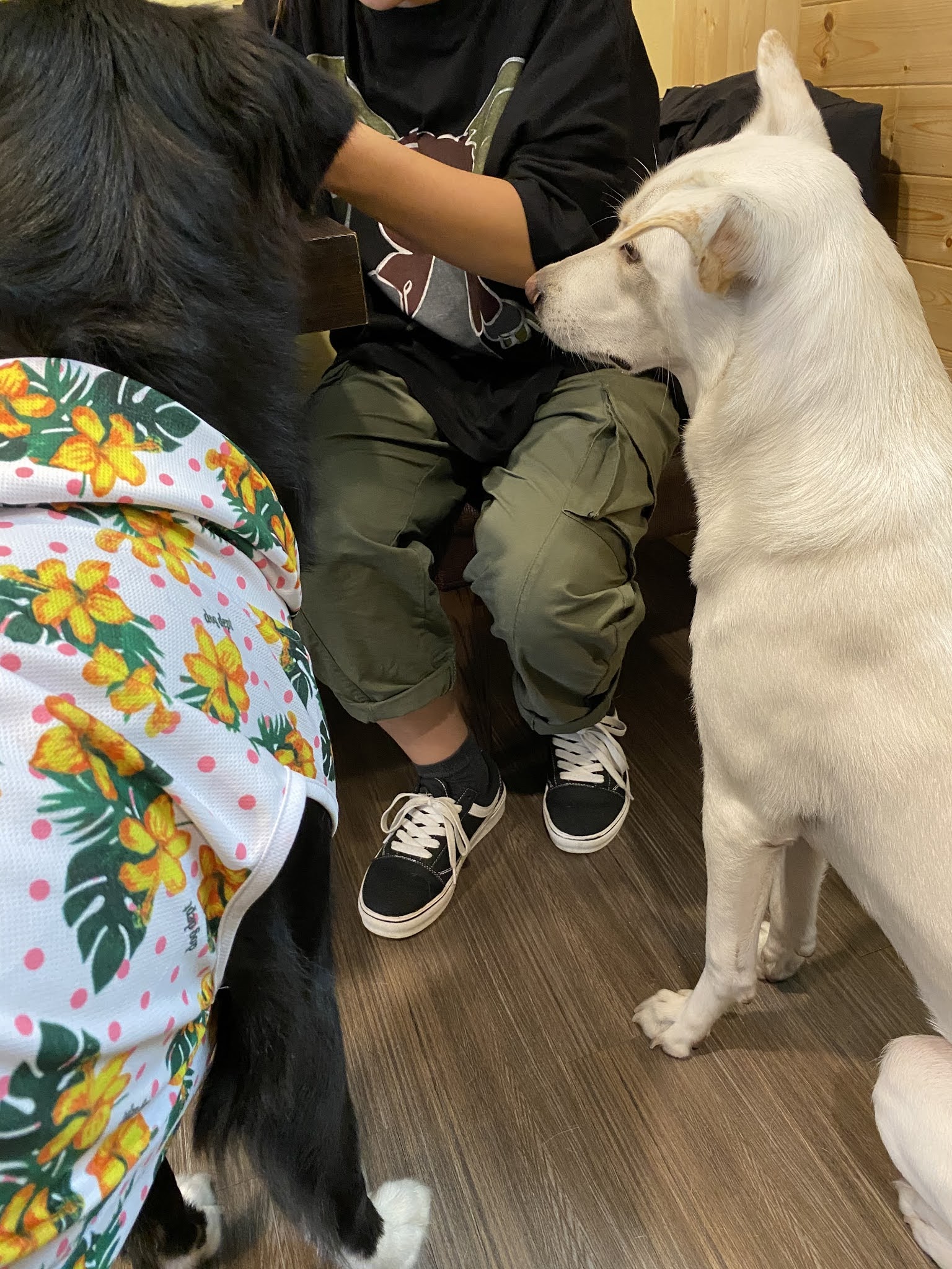 前進高雄!巷弄內的寵物餐廳!結合超好吃早午餐|狗寶貝的家|炸物|漢堡|飲品| 11 前進高雄!巷弄內的寵物餐廳!結合超好吃早午餐|狗寶貝的家|炸物|漢堡|飲品|