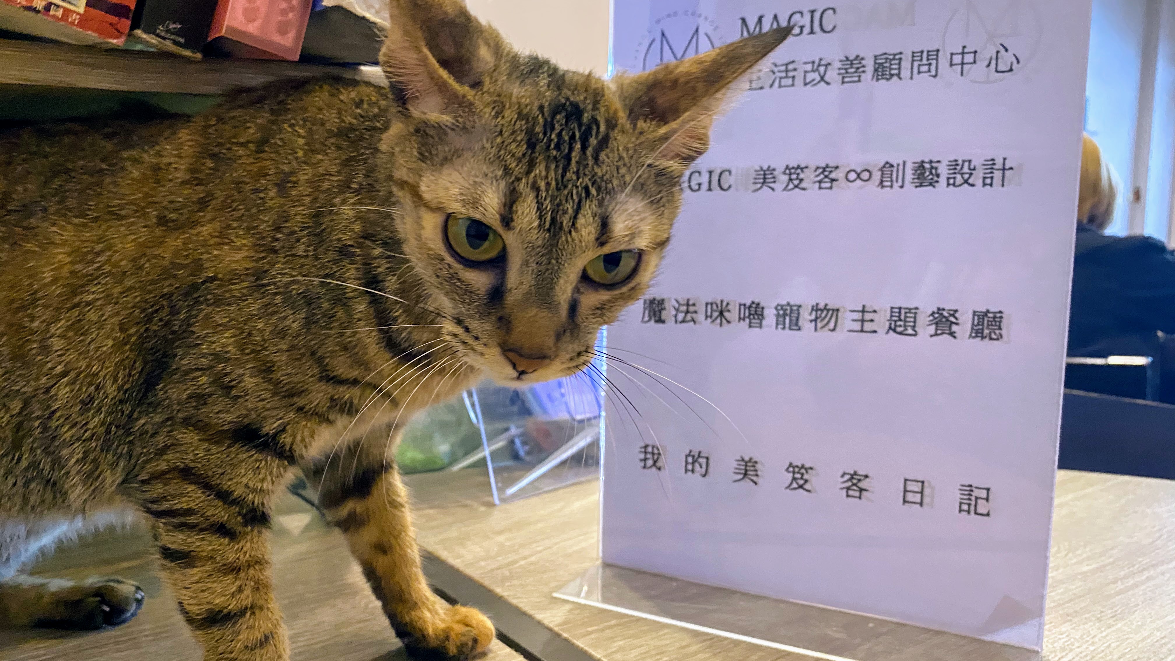 虎斑貓-公主的故事｜出現在寵物餐廳門口的浪貓｜小辣椒變超黏人貓咪｜魔法咪嚕寵物餐廳｜