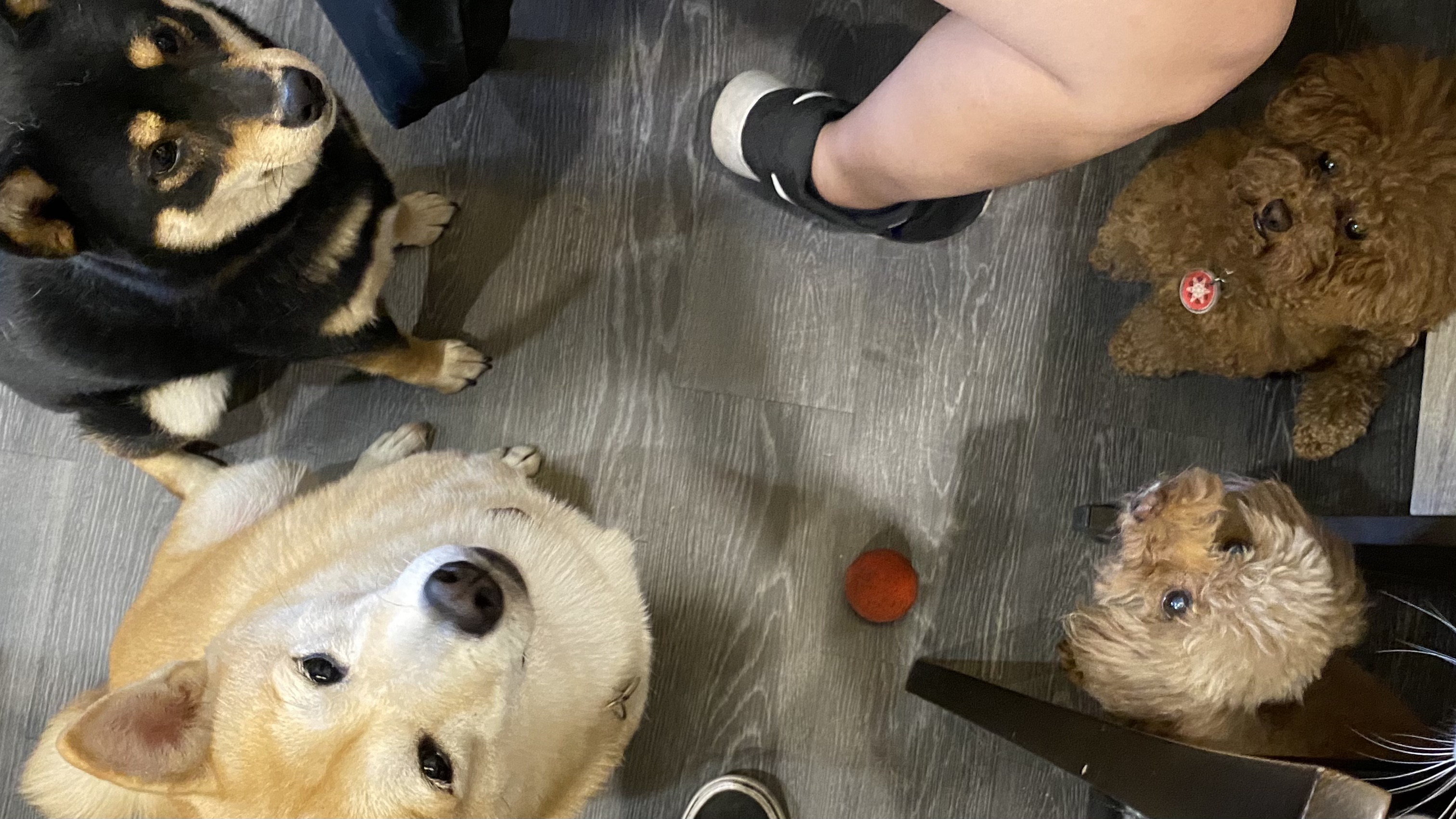 養柴犬是不是個好選擇呢?|柴犬的詳細背景及性格大公開|原來牠一年四季都在掉毛?!|柴犬好壞詳細解說| 13 養柴犬是不是個好選擇呢?|柴犬的詳細背景及性格大公開|原來牠一年四季都在掉毛?!|柴犬好壞詳細解說|