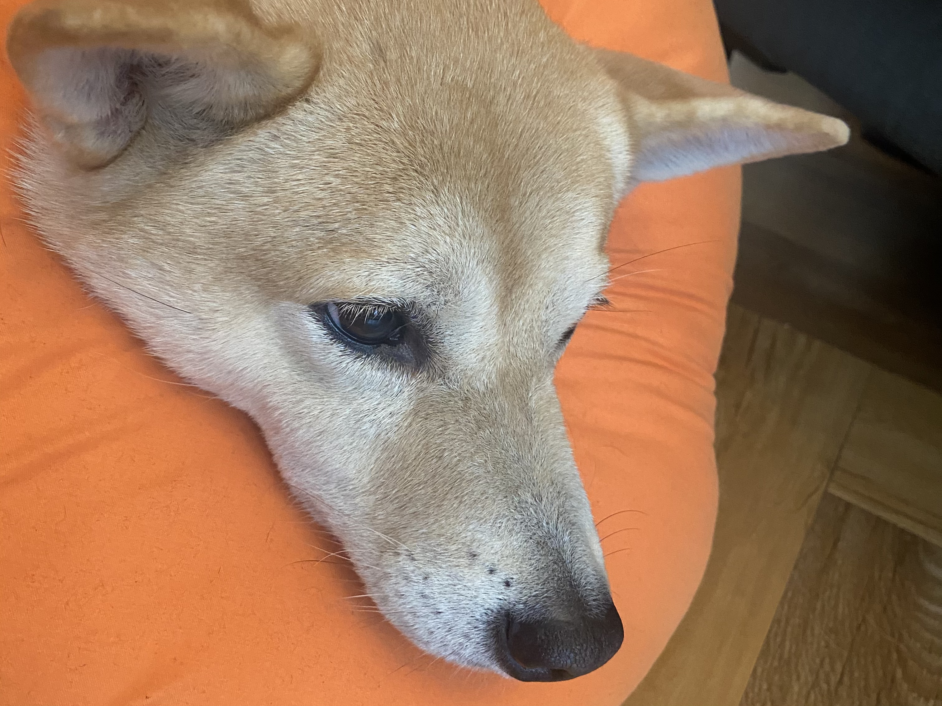 家中狗狗有苦說不出?|狗狗哀嚎卻不知道為什麼|千萬別再以為這樣就帶他們去廟裡收驚喔!|狗狗常見的的幾種大小毛病| 9 家中狗狗有苦說不出?|狗狗哀嚎卻不知道為什麼|千萬別再以為這樣就帶他們去廟裡收驚喔!|狗狗常見的的幾種大小毛病|