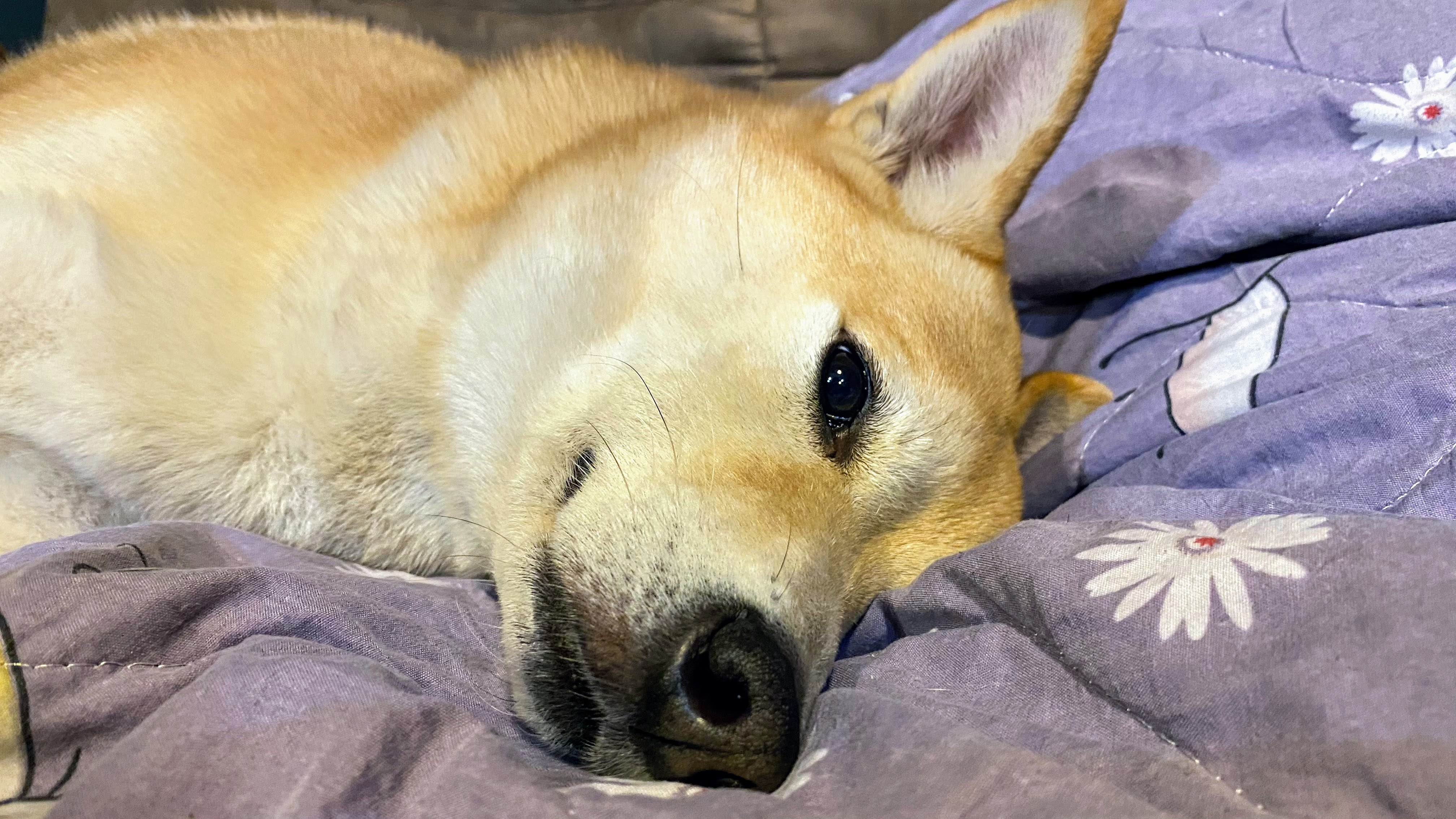養柴犬是不是個好選擇呢?|柴犬的詳細背景及性格大公開|原來牠一年四季都在掉毛?!|柴犬好壞詳細解說| 8 養柴犬是不是個好選擇呢?|柴犬的詳細背景及性格大公開|原來牠一年四季都在掉毛?!|柴犬好壞詳細解說|