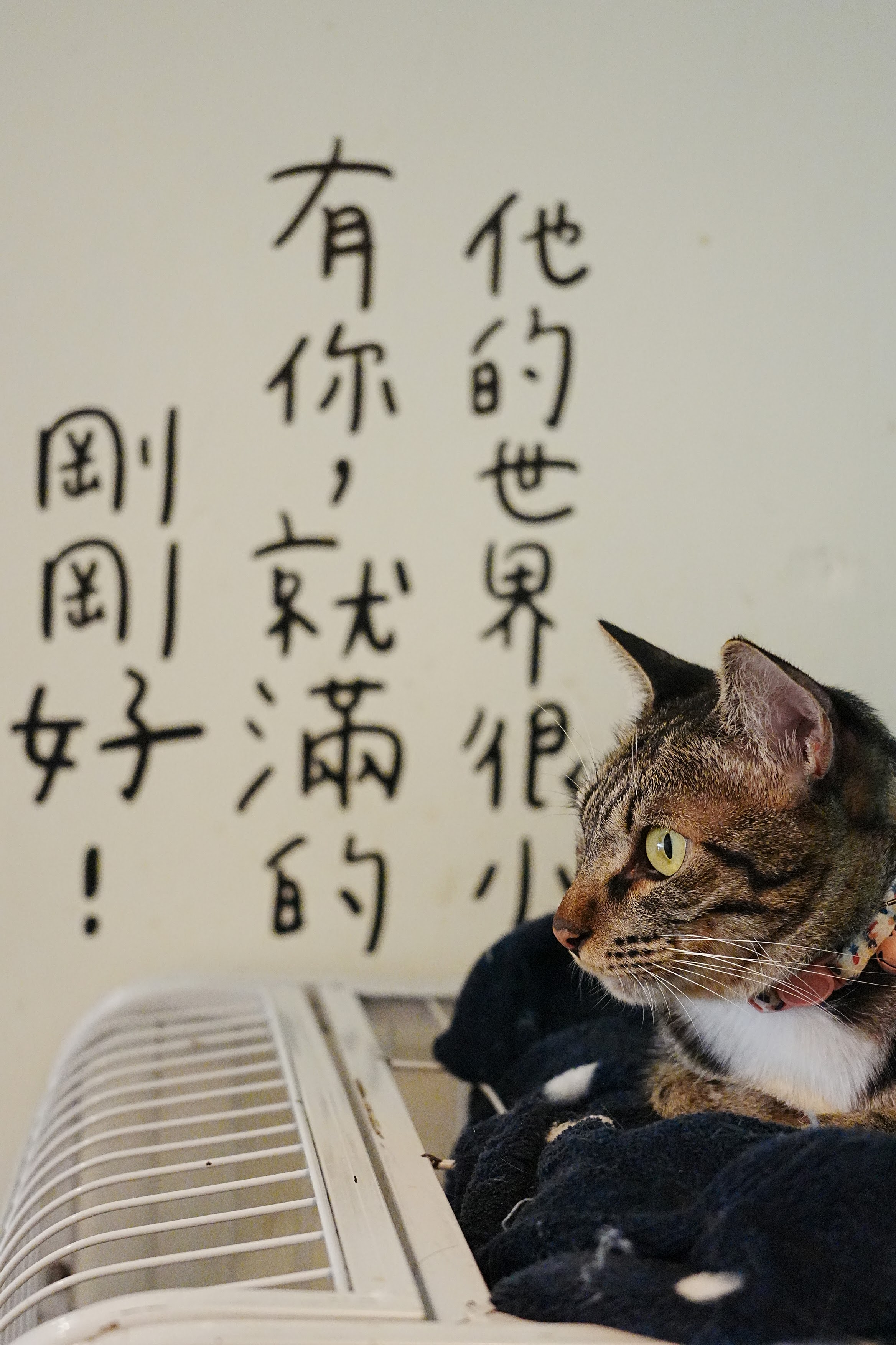 浪浪別哭台南店｜寵物餐廳｜中途之家｜寵物咖啡廳｜寵物友善｜流浪動物的小窩