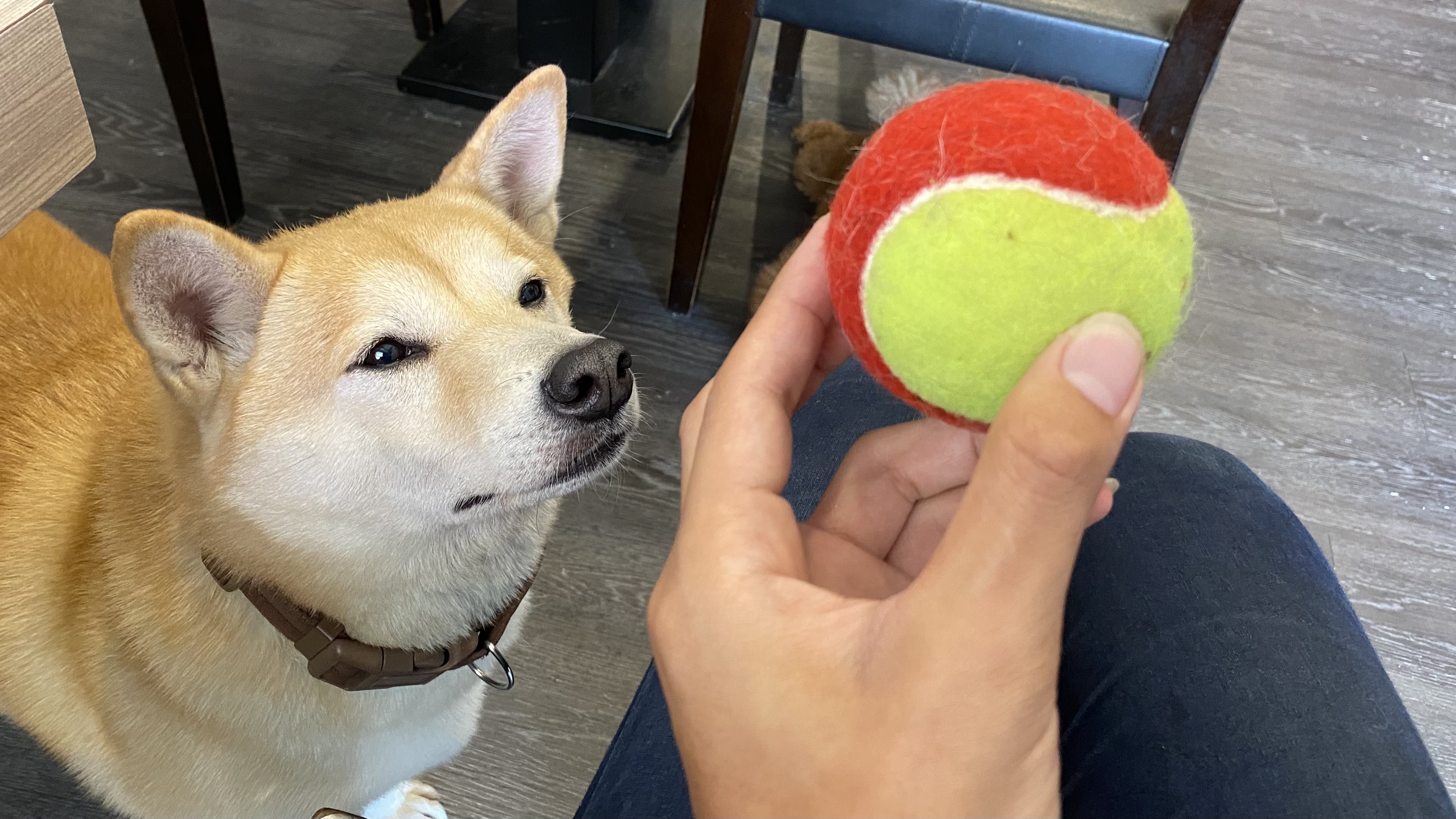 養柴犬是不是個好選擇呢?|柴犬的詳細背景及性格大公開|原來牠一年四季都在掉毛?!|柴犬好壞詳細解說| 12 養柴犬是不是個好選擇呢?|柴犬的詳細背景及性格大公開|原來牠一年四季都在掉毛?!|柴犬好壞詳細解說|